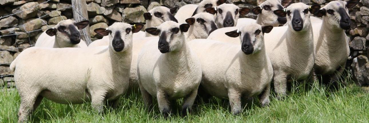 Judith Galbraith banner