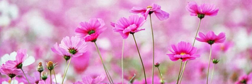Camila_bef's profile banner image
