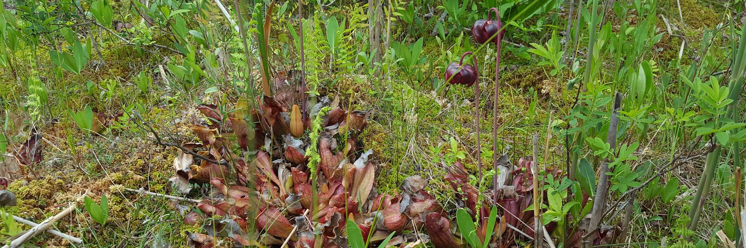 Miranda J Haus banner