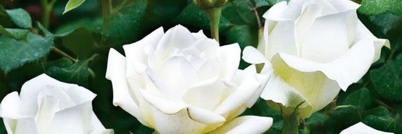 fundaavsar's profile banner image