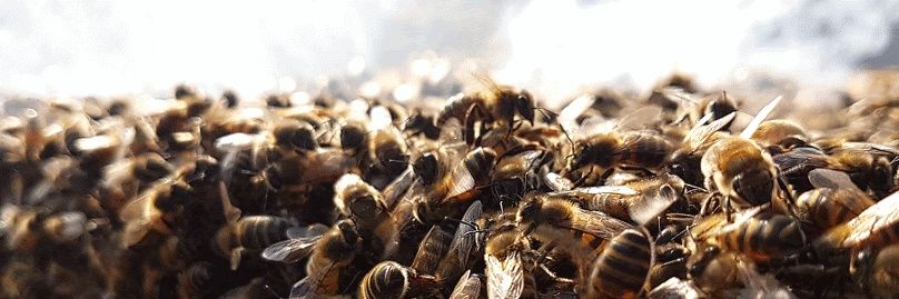 Hostabee 🐝🌼💦 banner