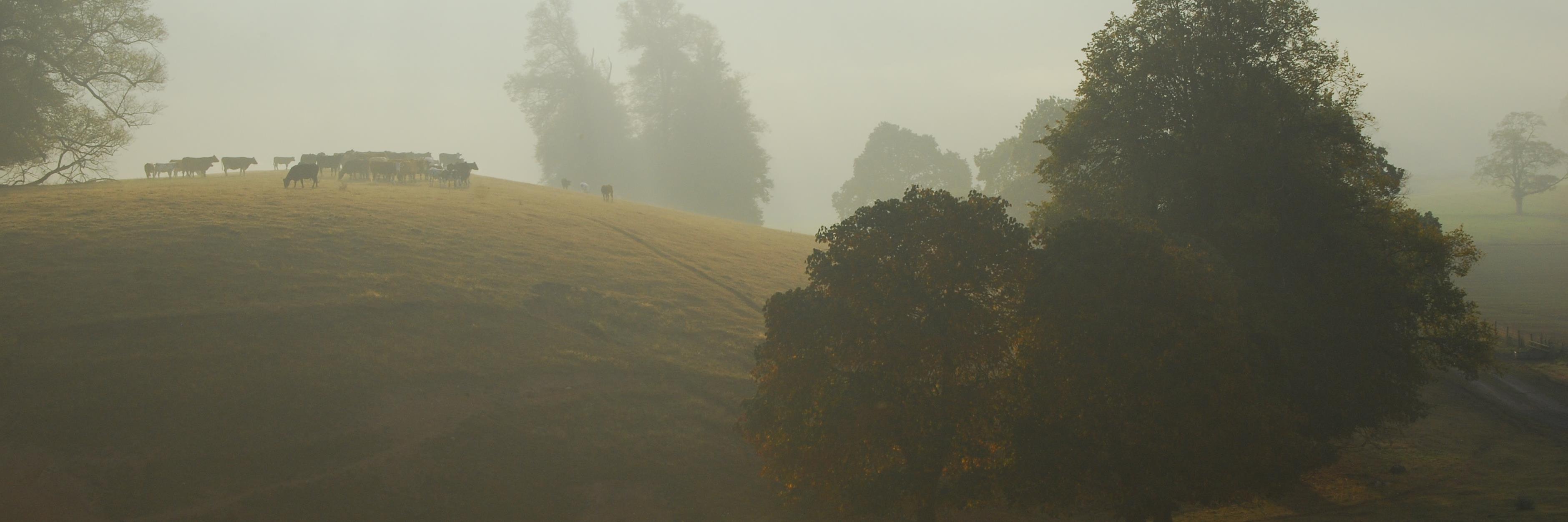 HarrietHamilton banner