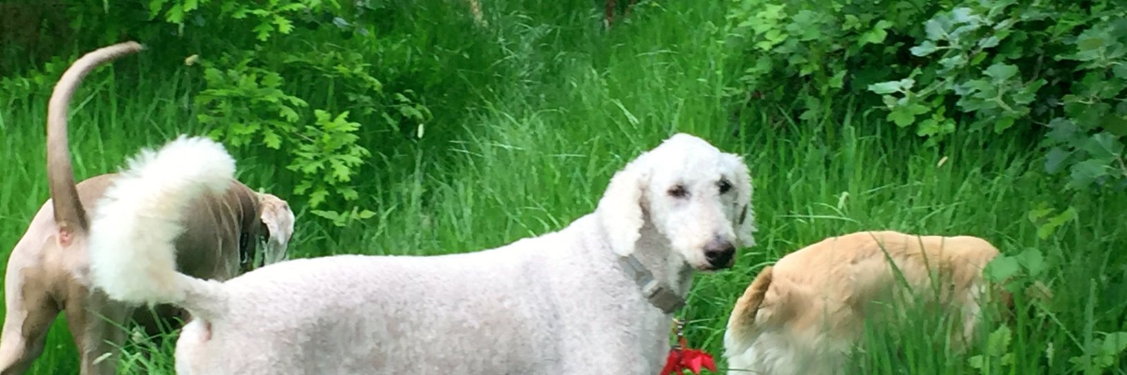 MyDogWalker's profile banner image