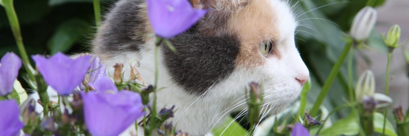 Norman (((rate-limited cis))) Wilson🐀Ⓜ️🆗️ banner
