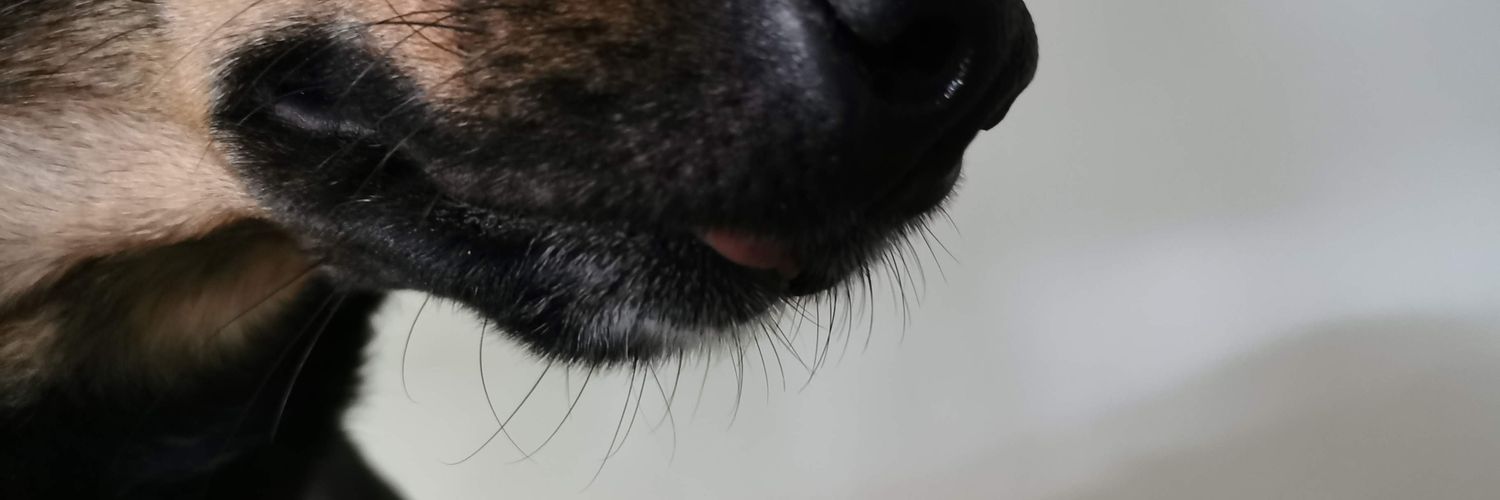 CristinaTLB's profile banner image