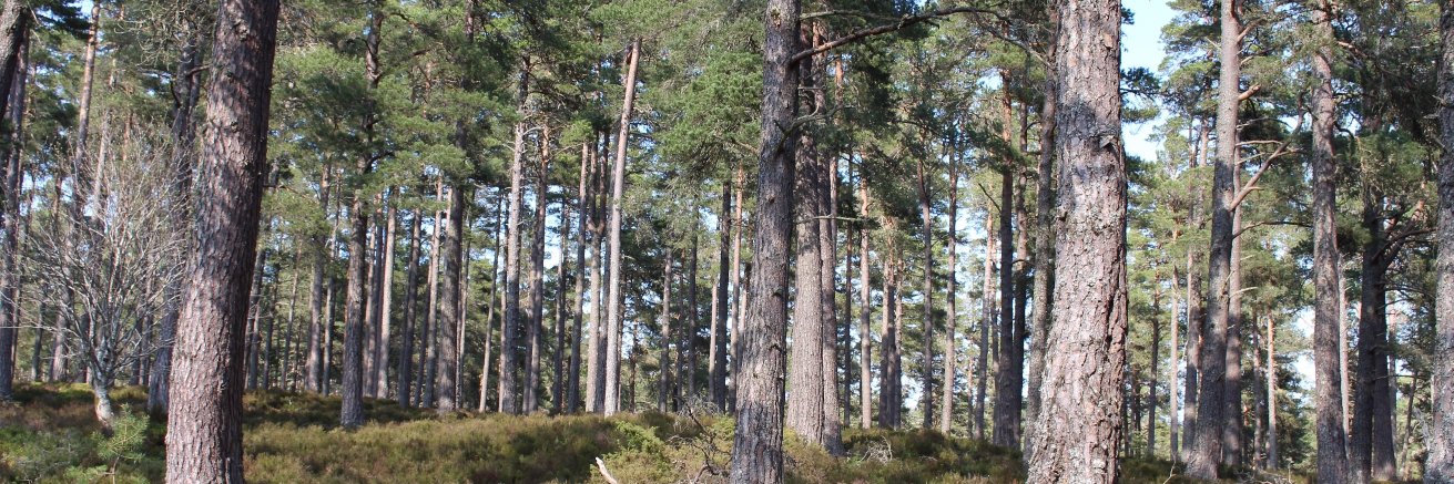 Peter Ransome banner