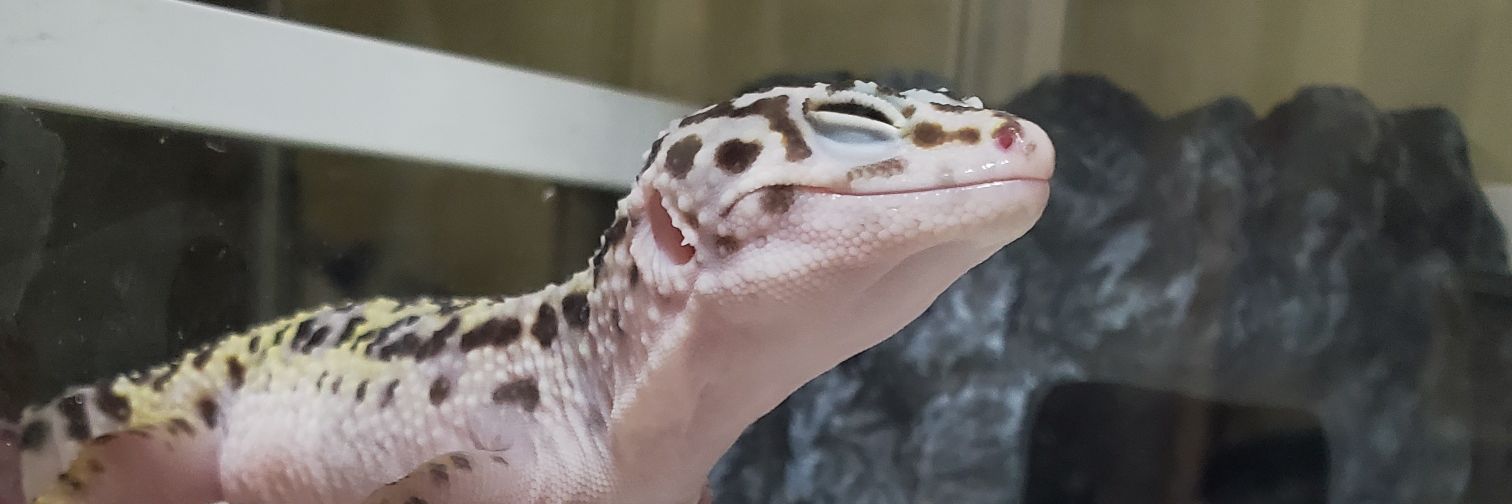 yamihoppy's profile banner image
