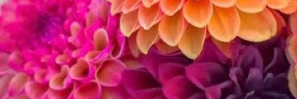 call_meRoseann's profile banner image