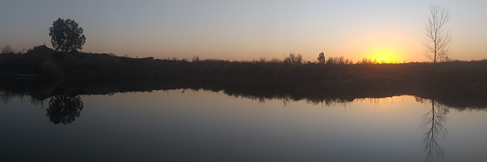 Enzo 🌳 banner