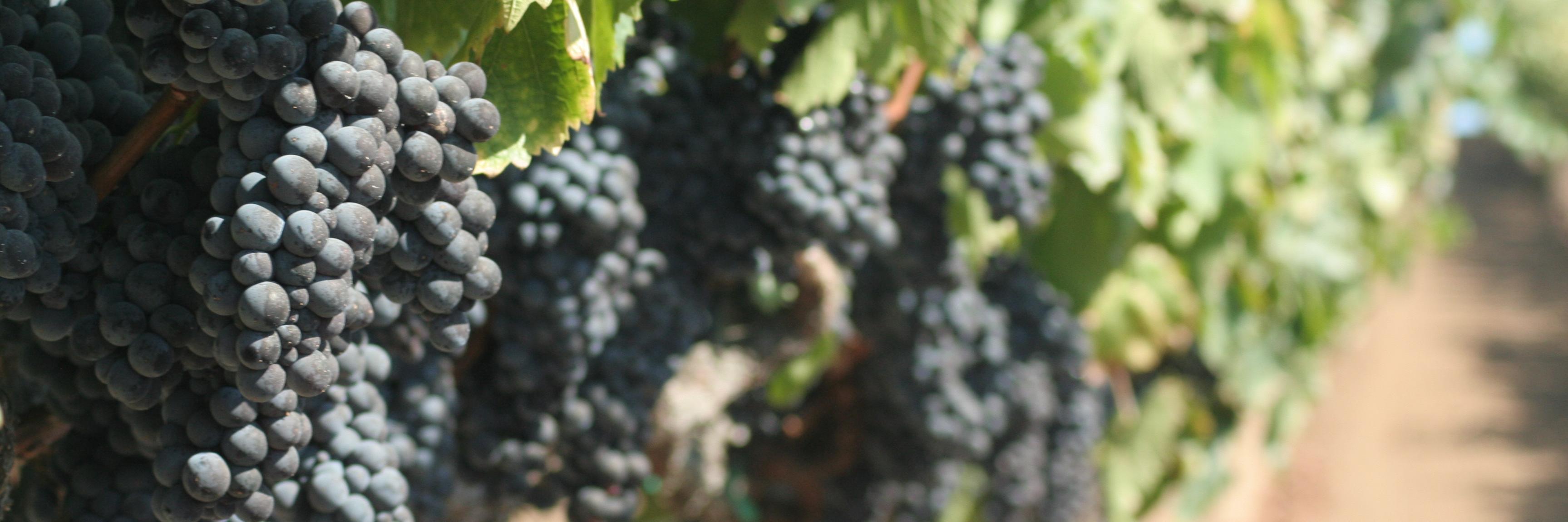 Hook & Ladder Winery banner