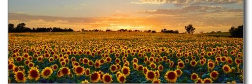 Catherine Sherman banner