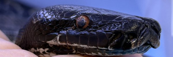 futaba_snake Profile Banner