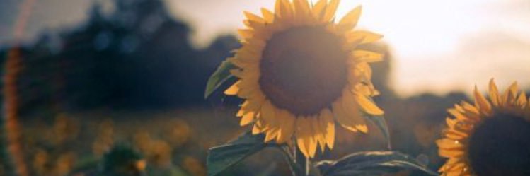 Talia_23_'s profile banner image