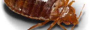 FloridaBedBug's profile banner image