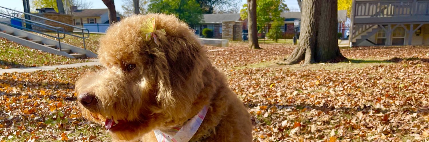 TesaLynn3's profile banner image