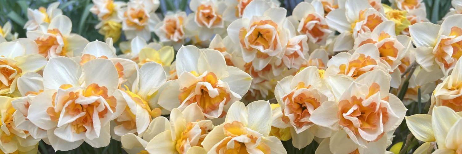 John Scheepers Bulbs (BeautyFromBulbs) / Twitter