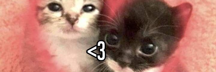 catboyxcx's profile banner image