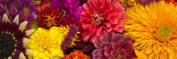 FeastsFromSeeds Profile Banner