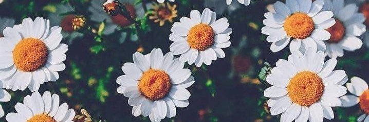 leidxs's profile banner image
