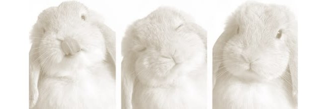 ciurating's profile banner image