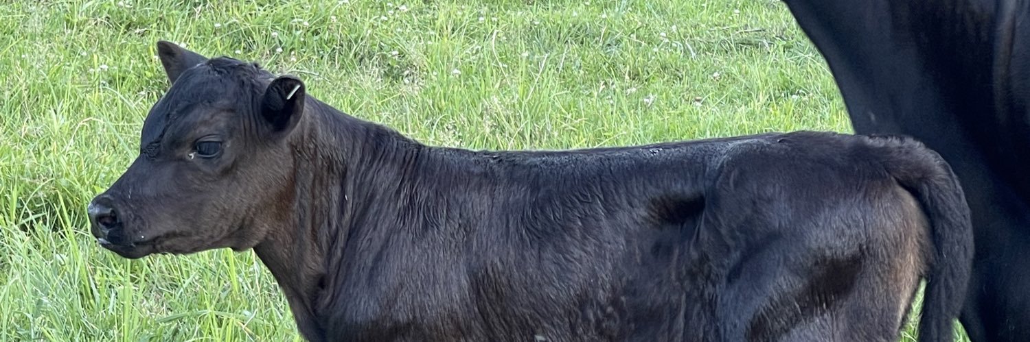 cdubmarsh's profile banner image