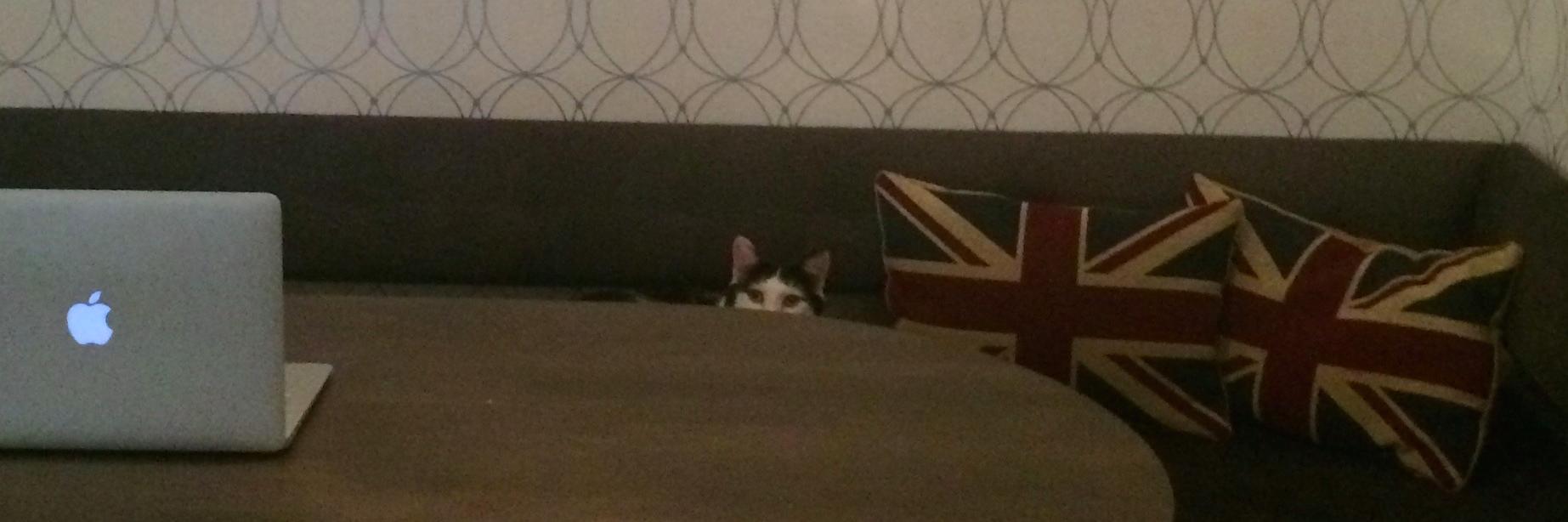Kitteh_Maxine's profile banner image