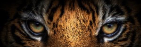 _BNick Profile Banner