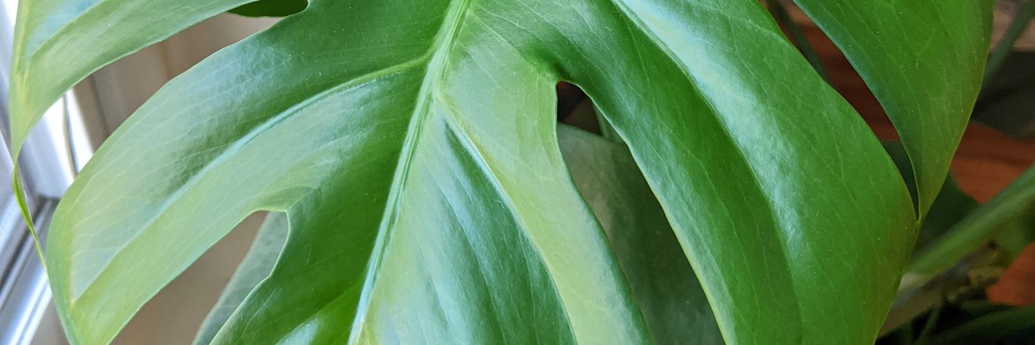 LynPlate's profile banner image