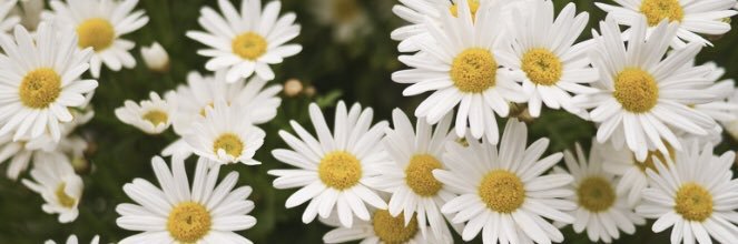joancp_'s profile banner image