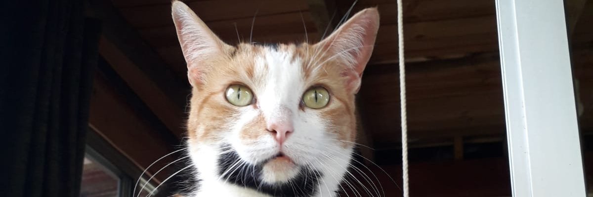 bambosfolllower's profile banner image