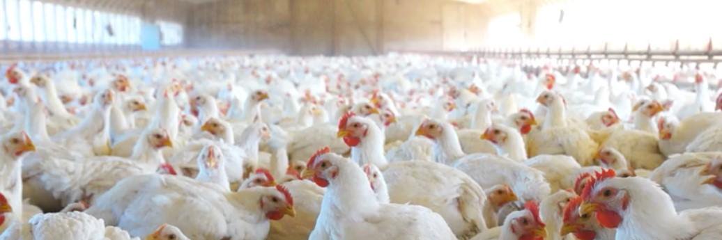 ChickenCheckIn banner