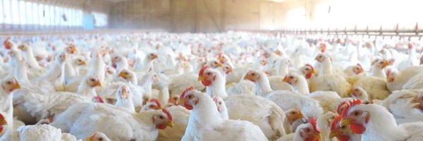 ChickenCheckin Profile Banner