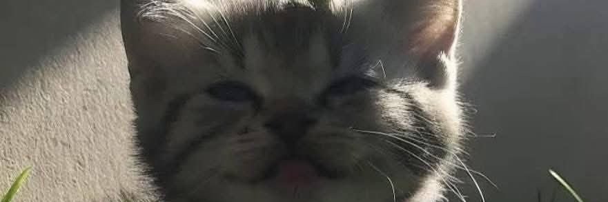 eeenryul's profile banner image