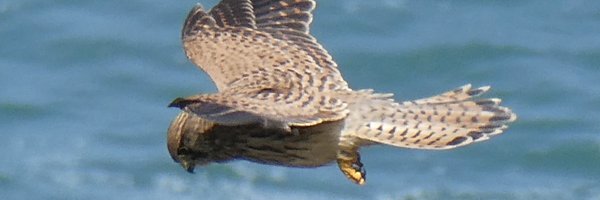 futurestand Profile Banner