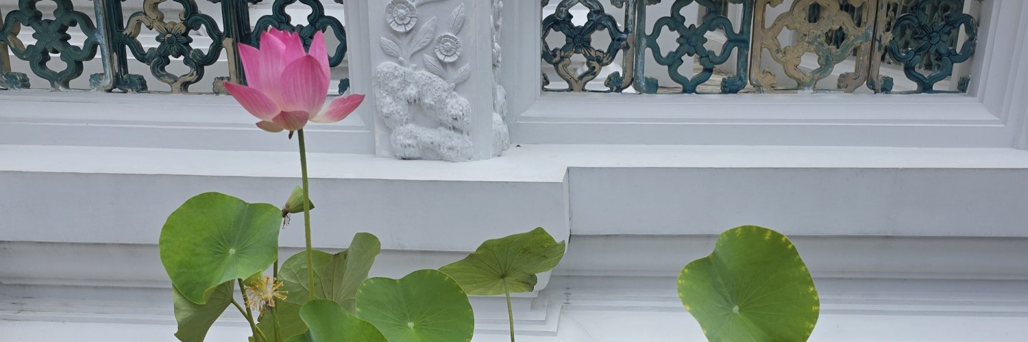 domoring0818's profile banner image
