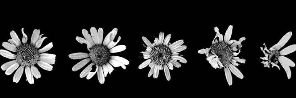 camilaottolini_'s profile banner image