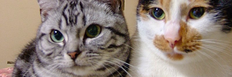 🐱ぶちょう🍦 ver 7.2.0 banner