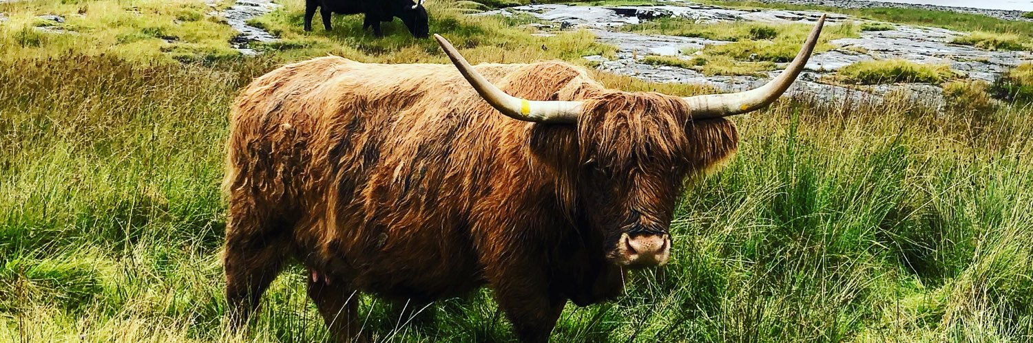 Mrs. Williams banner