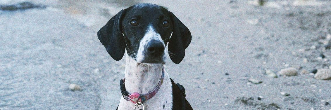 Dean Polidano 🏙🍪 banner