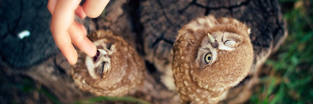 kendermagos's profile banner image