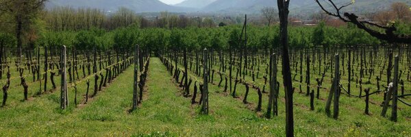 MPioppo Profile Banner