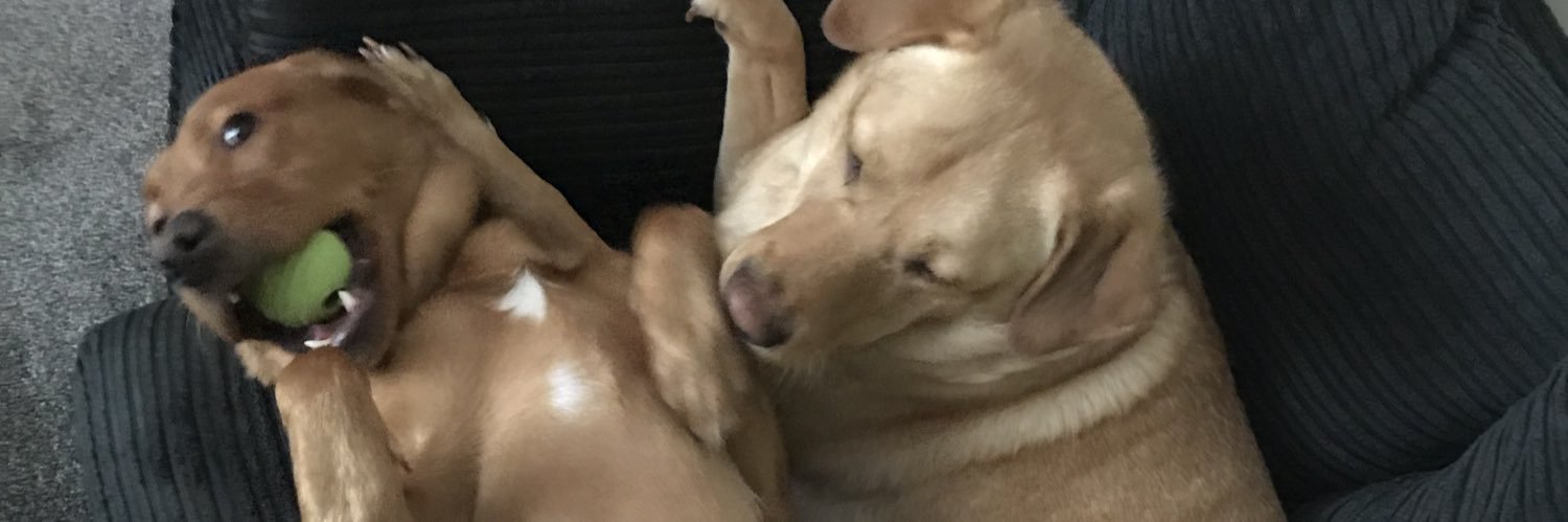 Cat_Mandooo's profile banner image