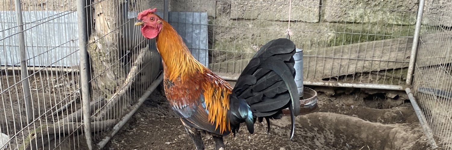 gallosfinosA's profile banner image