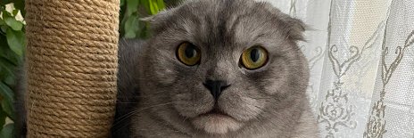 fusta's profile banner image