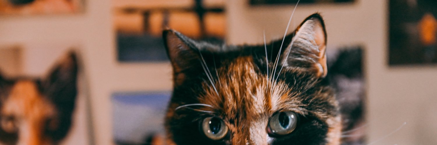 sibul_1's profile banner image