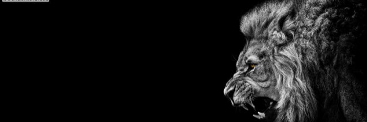 Raayann_98's profile banner image