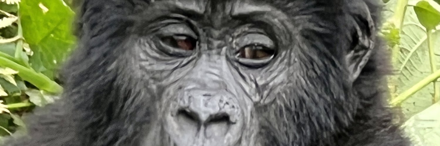 Jennifer Verdolin banner