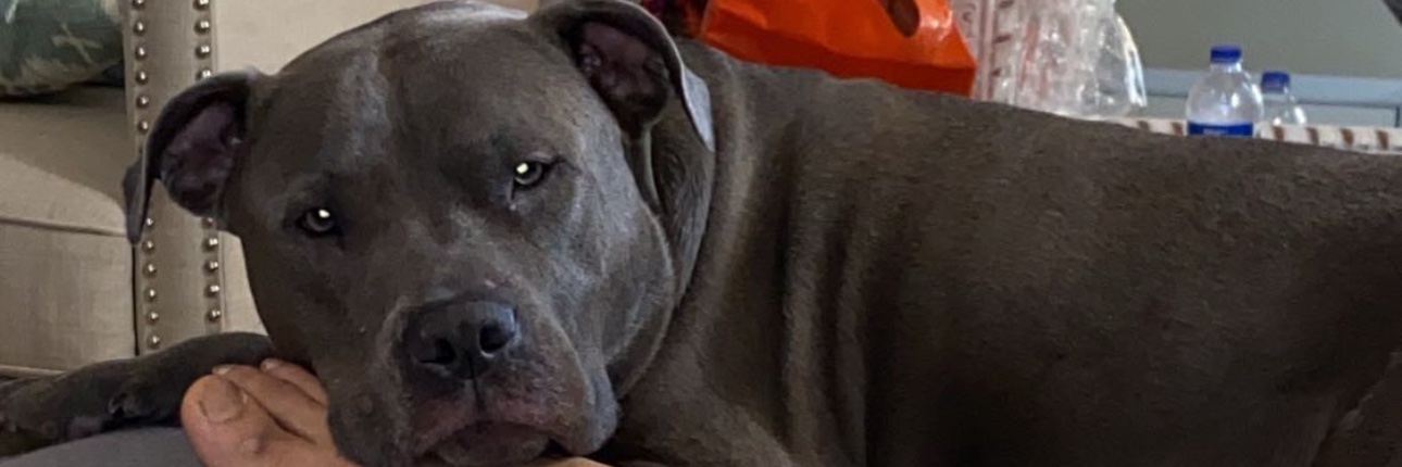 Doctor O , M.D. banner