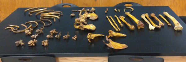 BioMAST Profile Banner