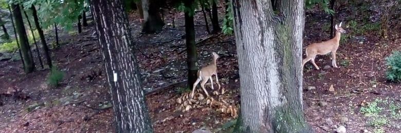 Carlos Sánchez Balta banner